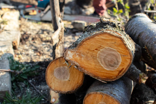 How Our Tree Care Process Works  in  Coyne Center, IL